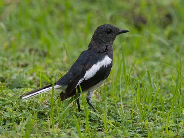 <h3><a href="/trips/srilanka/biota/animalia/chordata/aves/040 passeriformes/108 muscicapidae/copsychus saularis/copsychus saularis-nl.html">Copsychus&nbsp;saularis</a> / Oriental&nbsp;magpie‑robin / Dayallijster</h3>NIKON D500 met AF-S Nikkor 300mm f/2.8G IF-ED VR II, 1/1250 sec  bij F4.8, ISO 500, afstand 10.0&nbsp;m